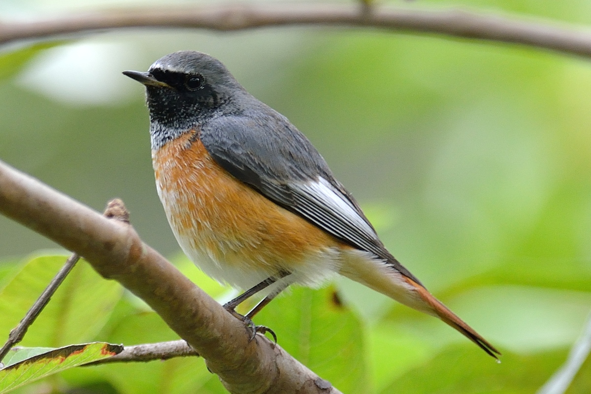 Common Redstart